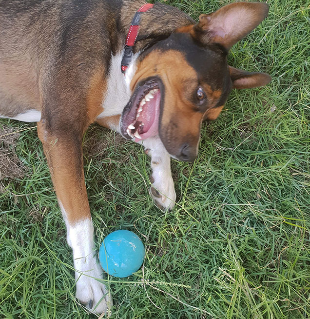 rspca adopted dog Tyson loves to play ball